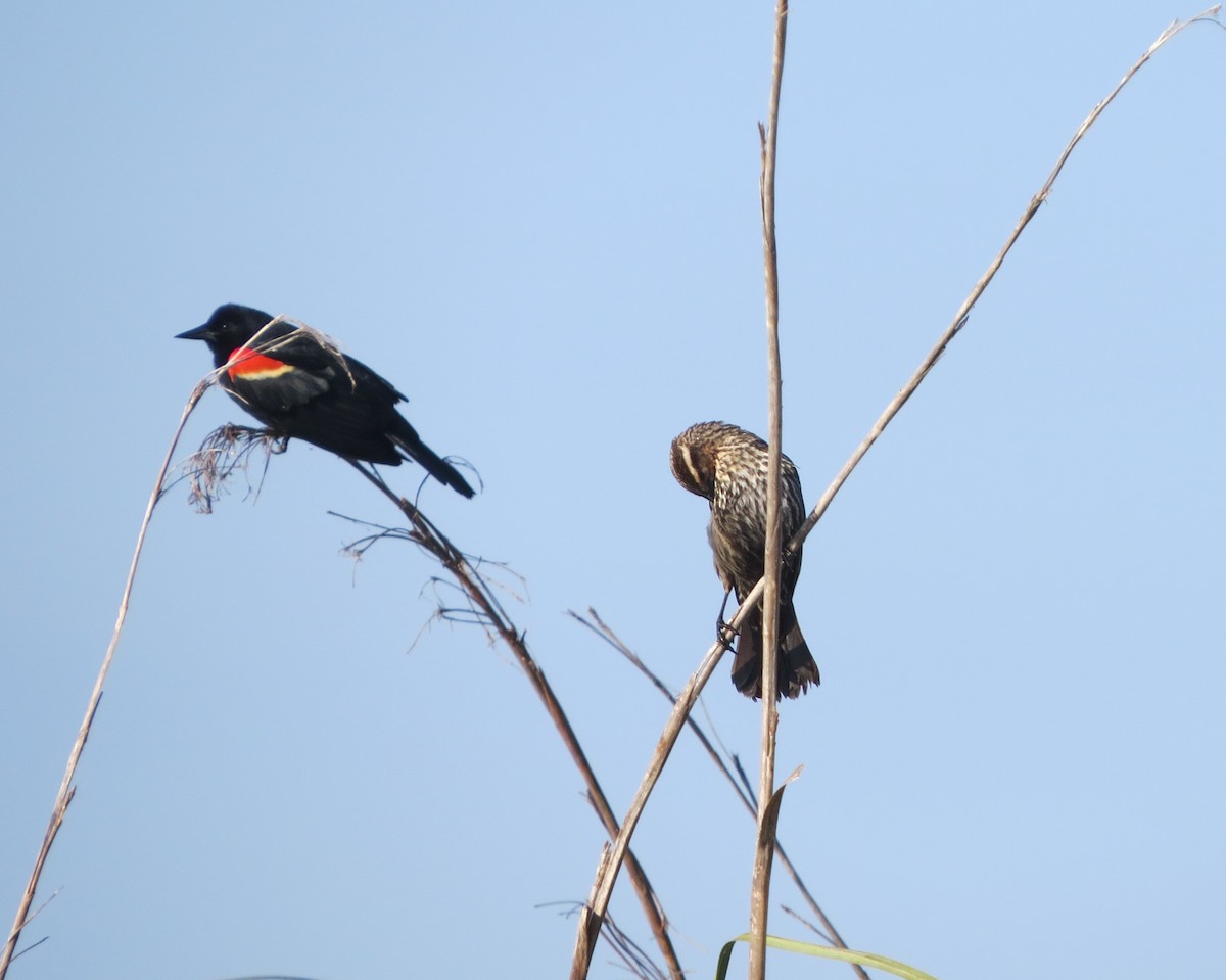 Red-winged Blackbird - ML618323215