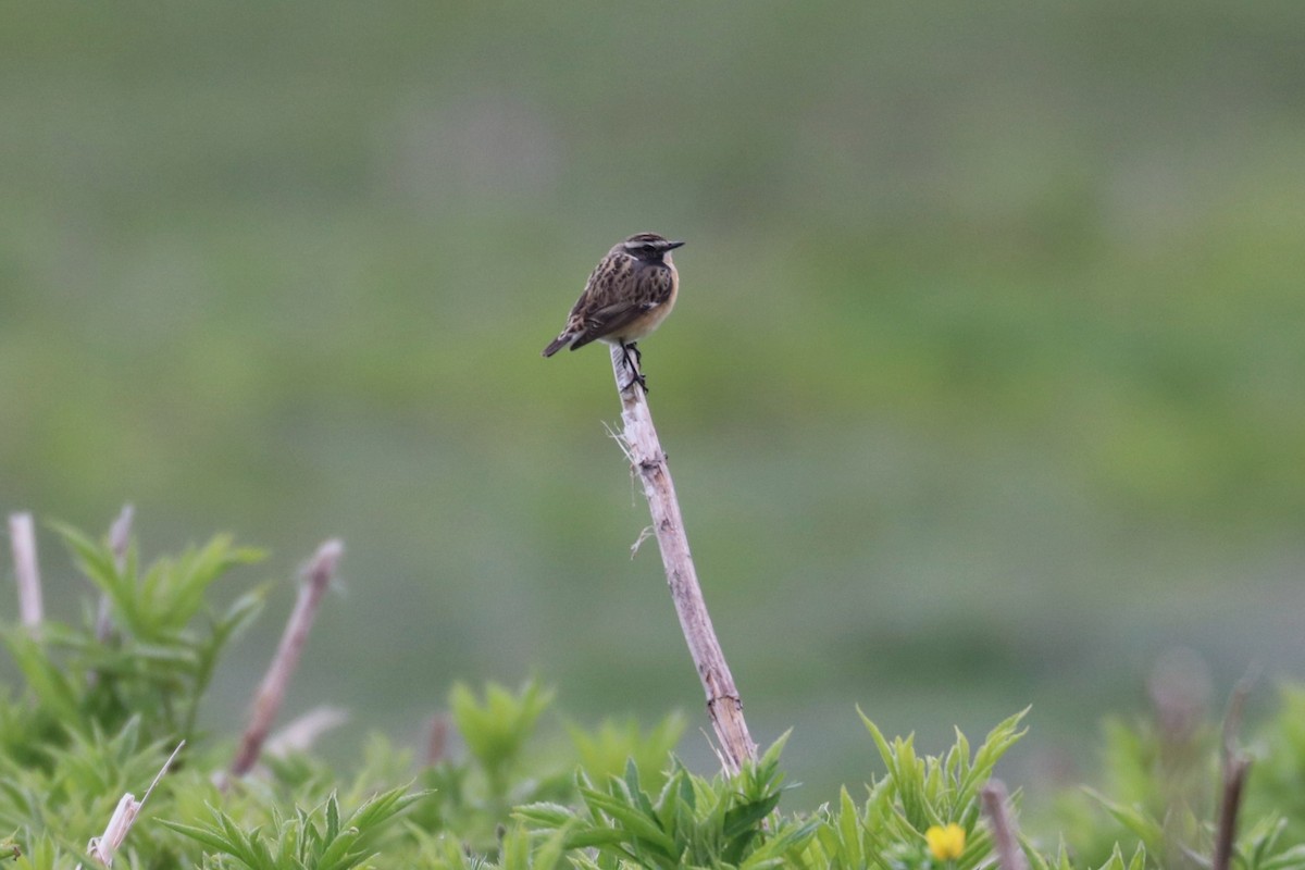 Whinchat - ML618323229