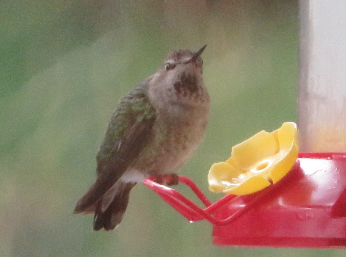 Anna's Hummingbird - ML618323240