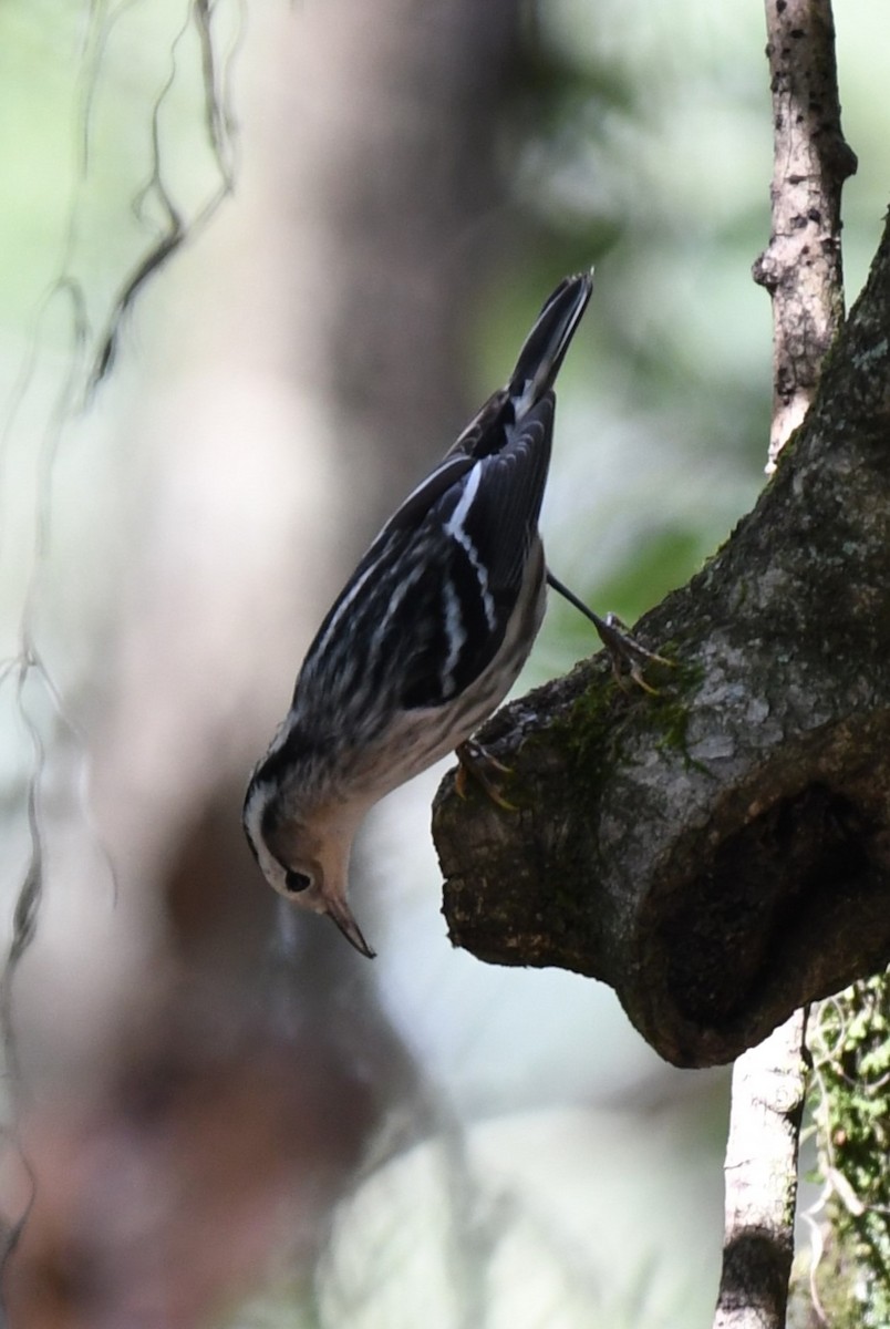 Black-and-white Warbler - ML618323260