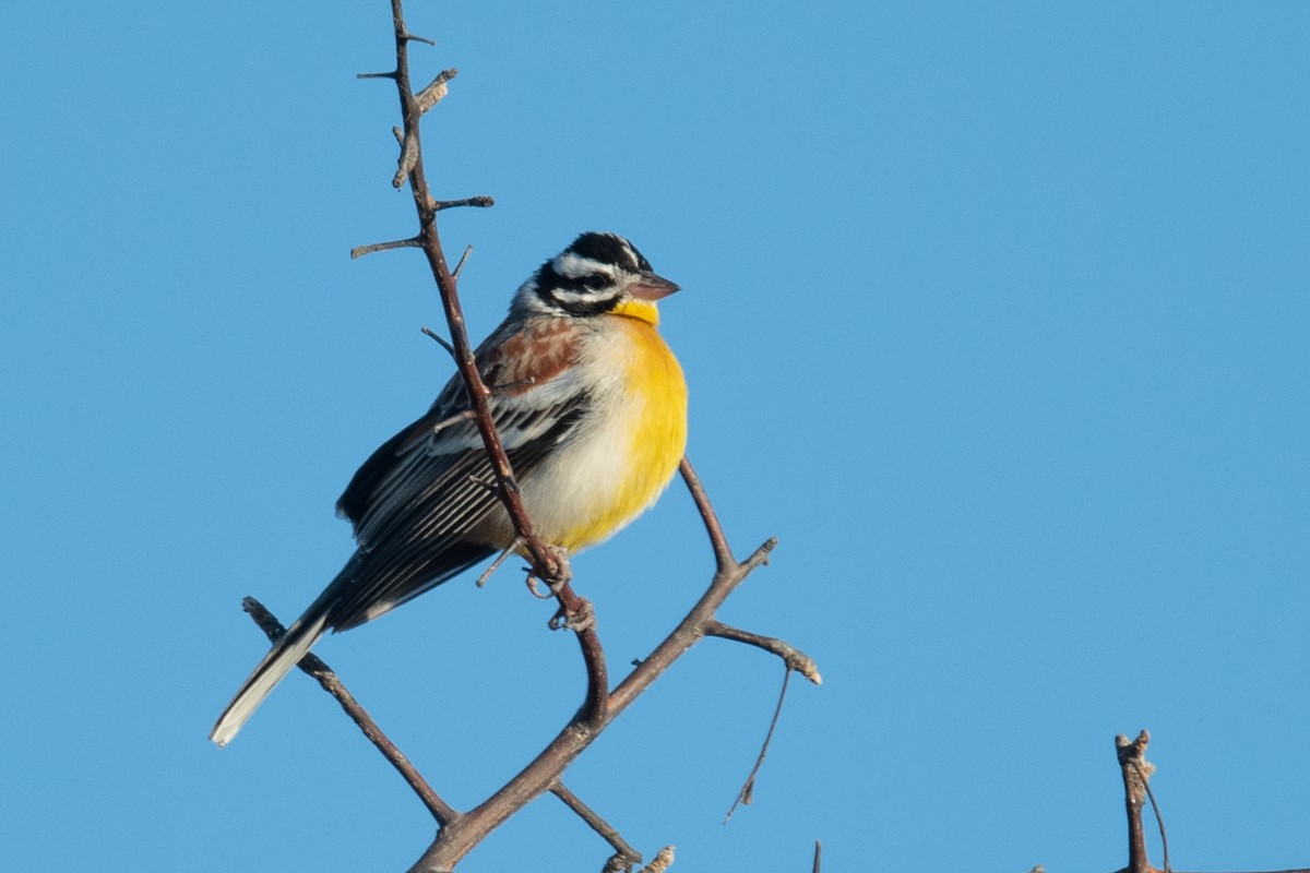 Golden-breasted Bunting - ML618323299