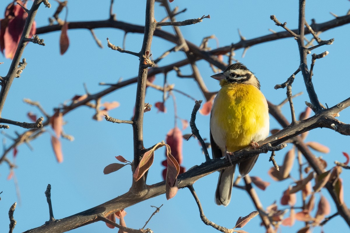 Golden-breasted Bunting - ML618323301