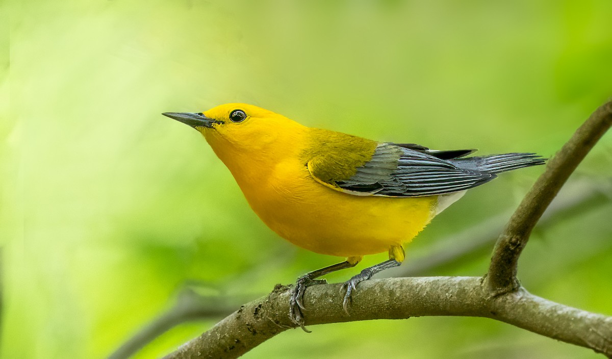 Prothonotary Warbler - ML618323313