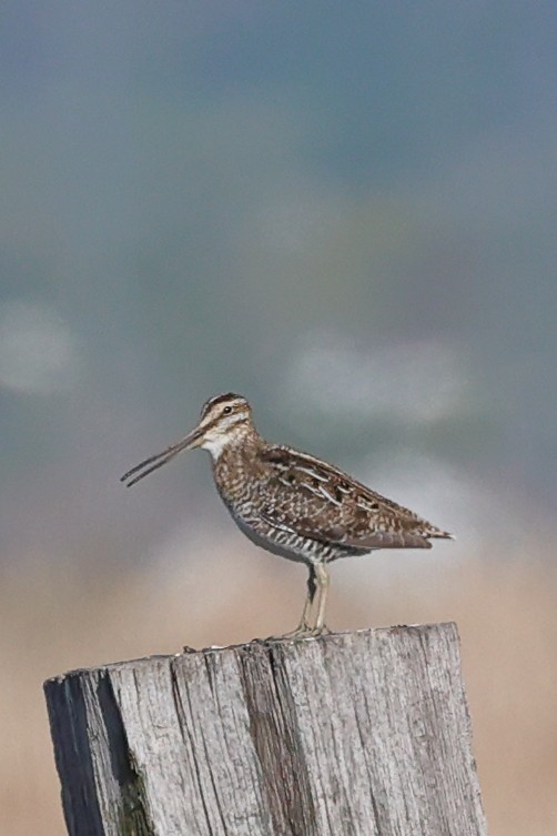 Wilson's Snipe - Mary McGreal
