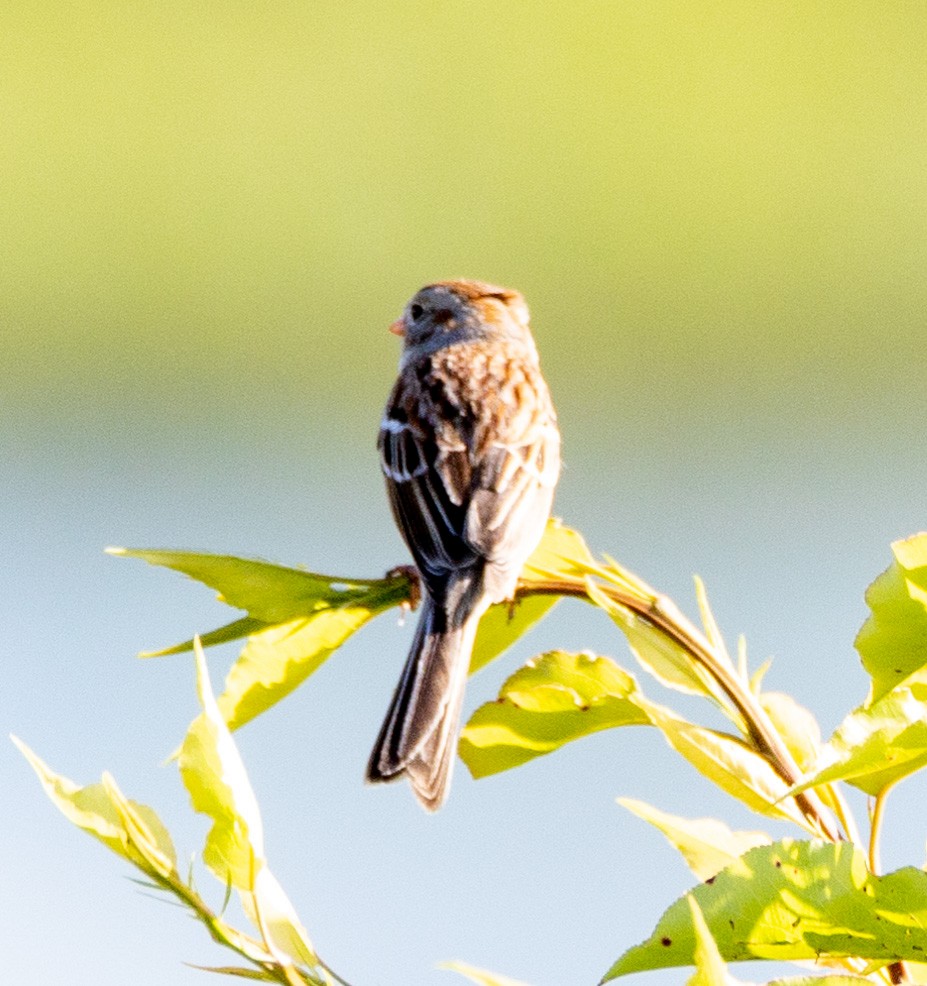Field Sparrow - ML618323334