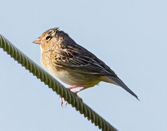 Grasshopper Sparrow - ML618323337