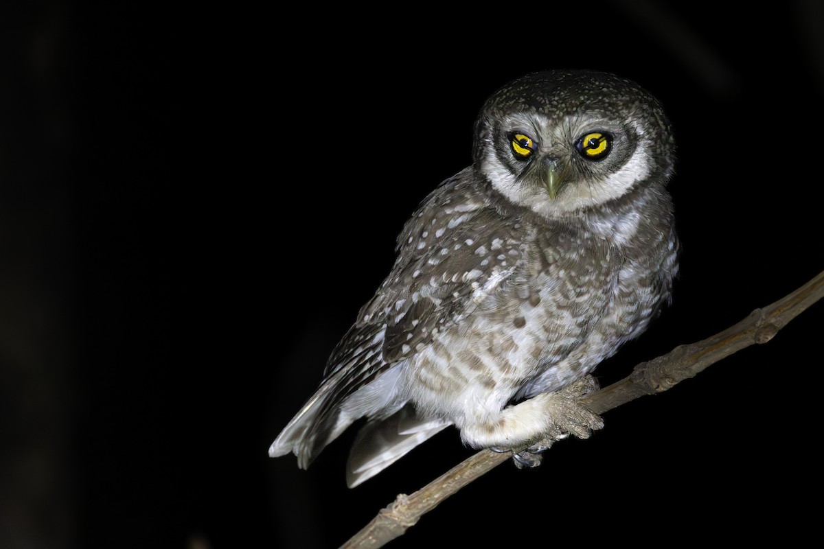 Spotted Owlet - ML618323343