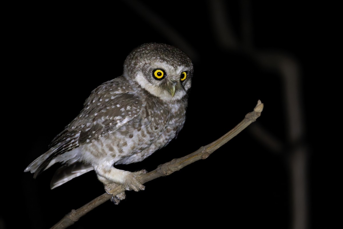 Spotted Owlet - ML618323344