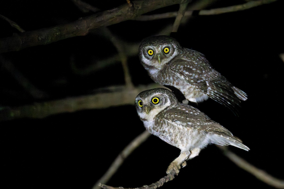 Spotted Owlet - ML618323345