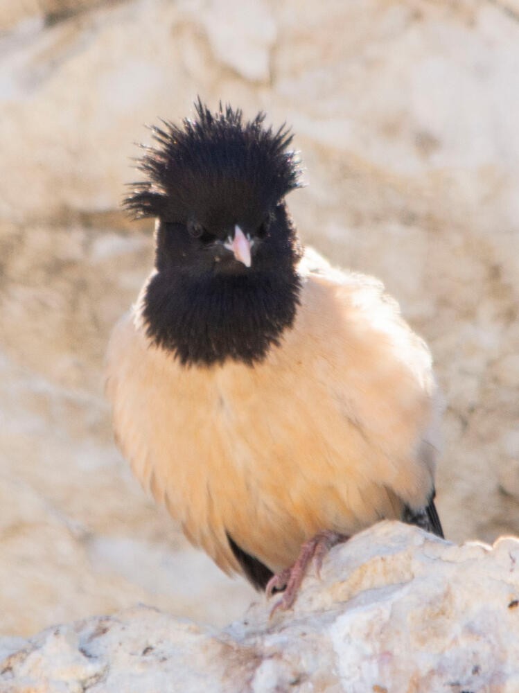 Rosy Starling - john Butters