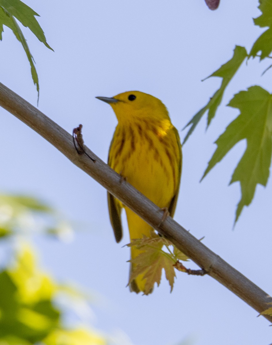 Yellow Warbler (Northern) - ML618323382