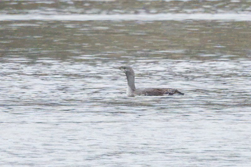 Red-throated Loon - ML618323384