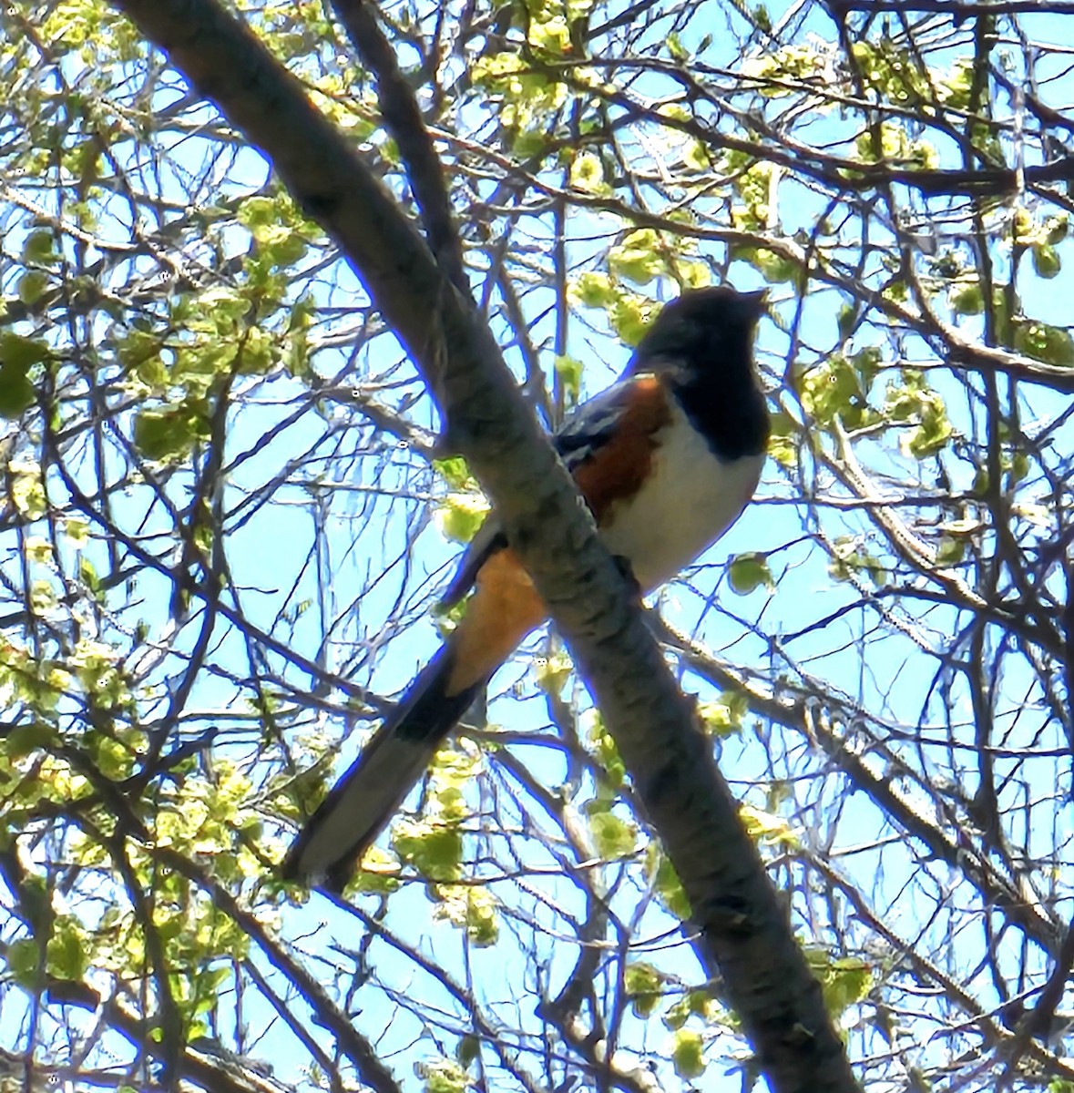 Spotted Towhee - ML618323410