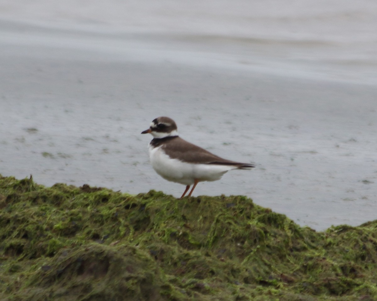 Common Ringed Plover - ML618323416