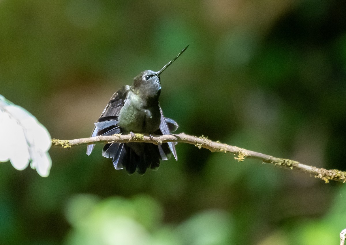 kolibřík zelenočelý - ML618323421