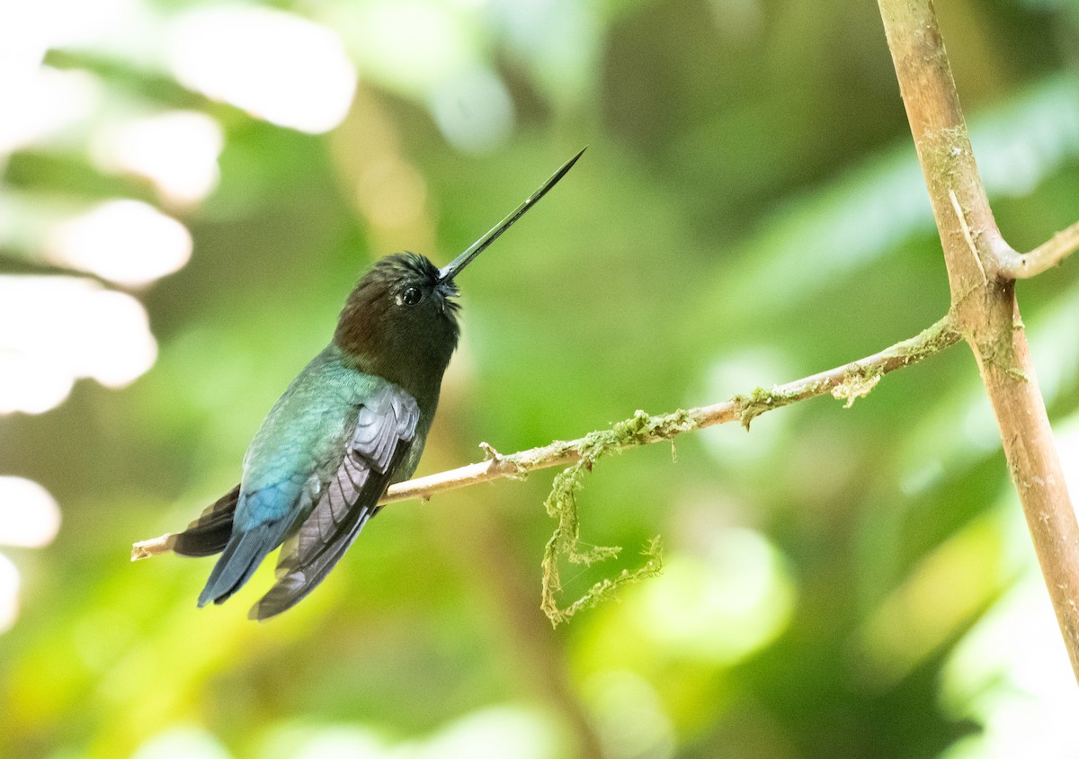 kolibřík zelenočelý - ML618323423