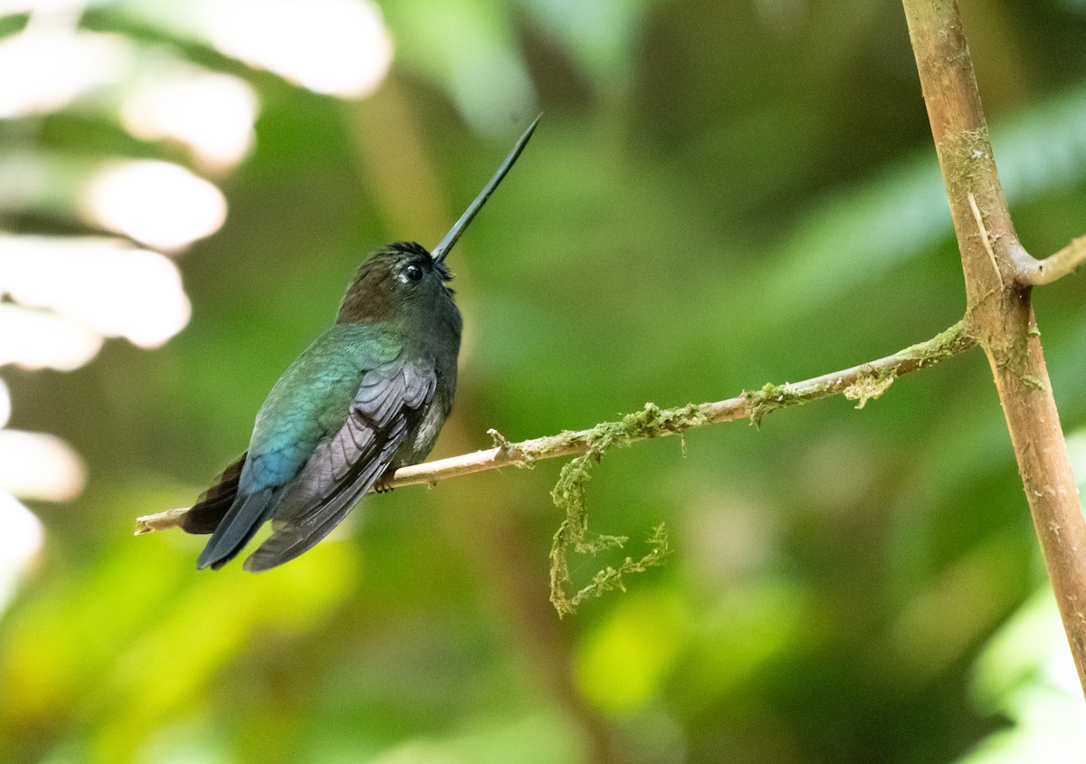 kolibřík zelenočelý - ML618323424