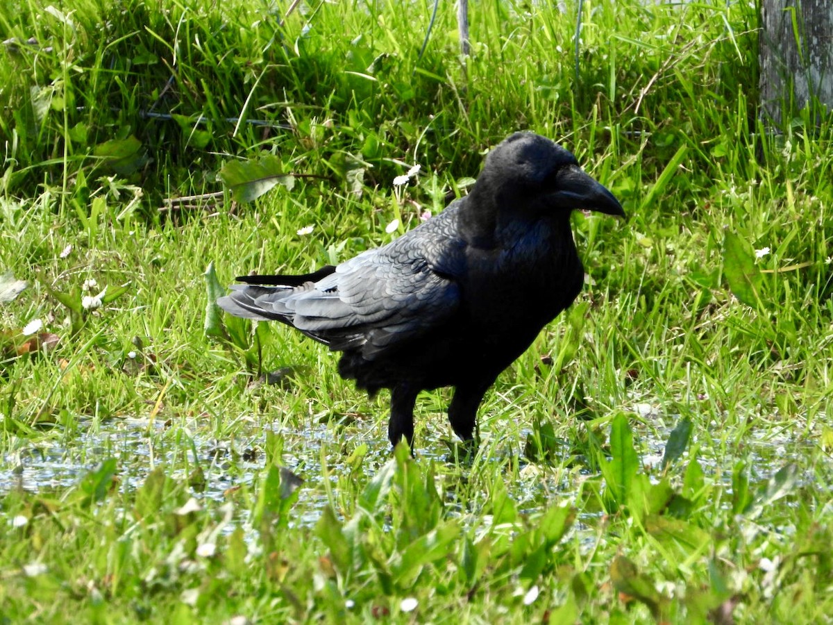 Common Raven - ML618323467