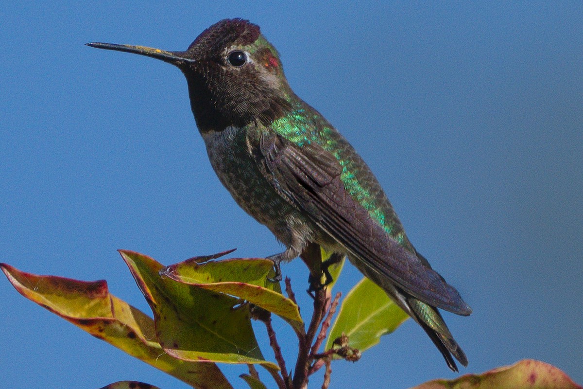 Anna's Hummingbird - ML618323543