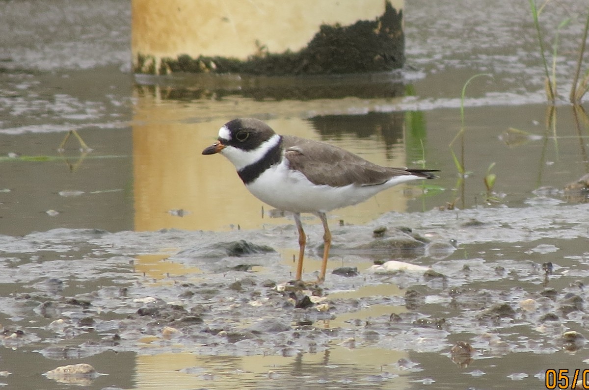 Semipalmated Plover - ML618323564