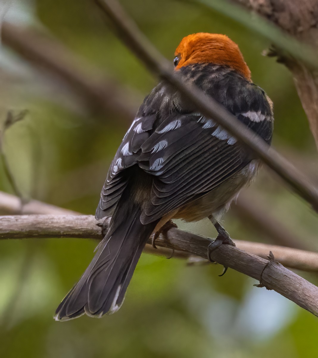 Flame-colored Tanager - ML618323574