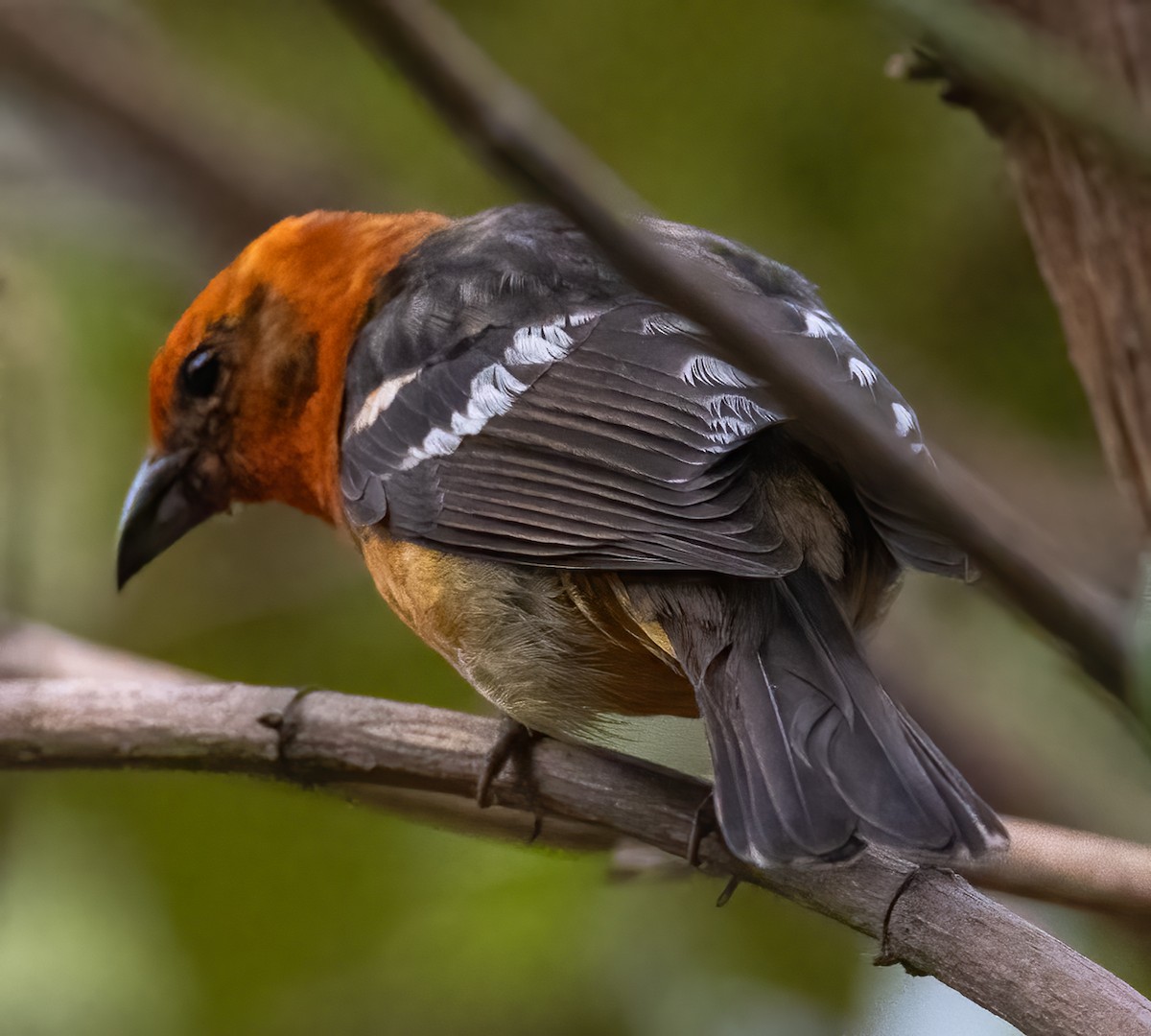 Flame-colored Tanager - ML618323588