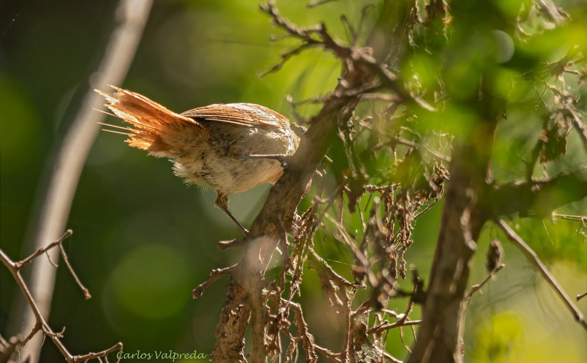 Yellow-chinned Spinetail - ML618323593
