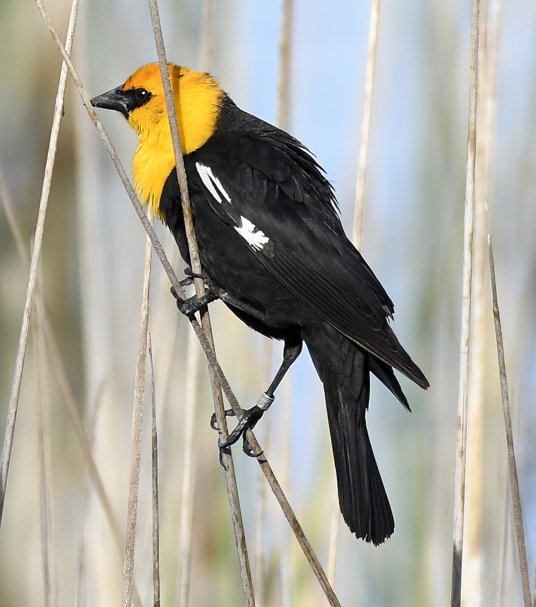 Yellow-headed Blackbird - ML618323596