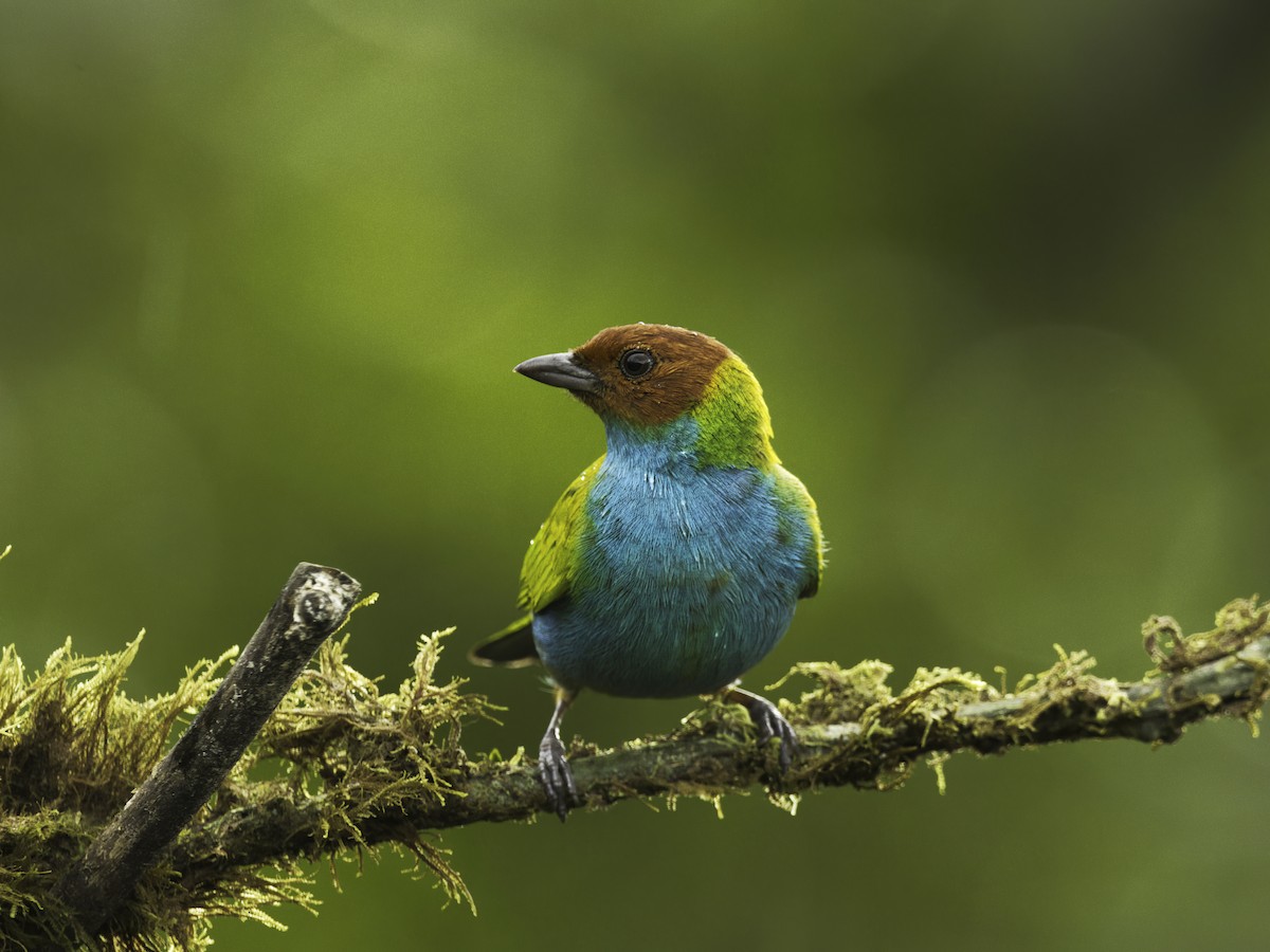 Bay-headed Tanager - ML618323608