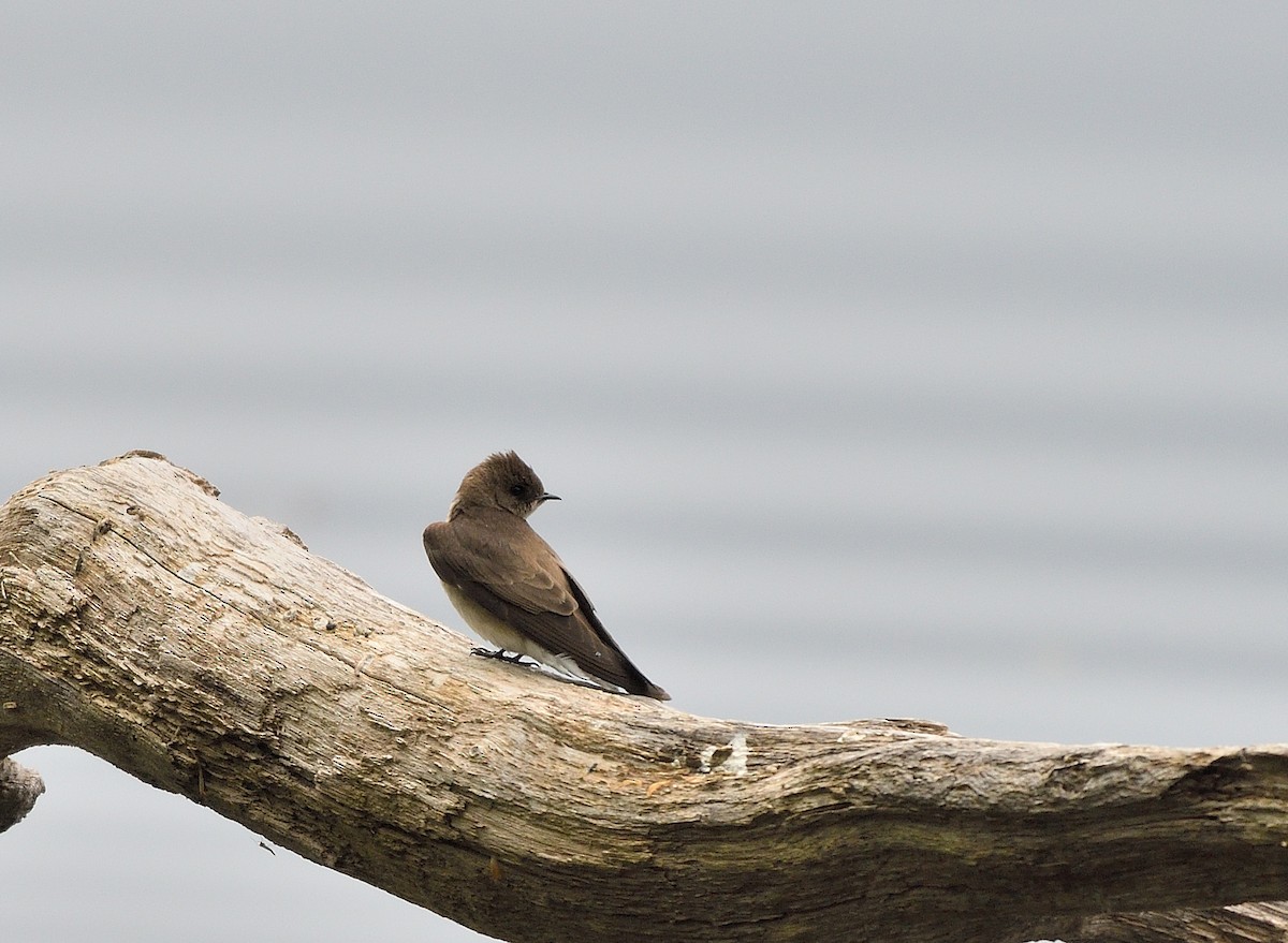 Northern Rough-winged Swallow - ML618323669