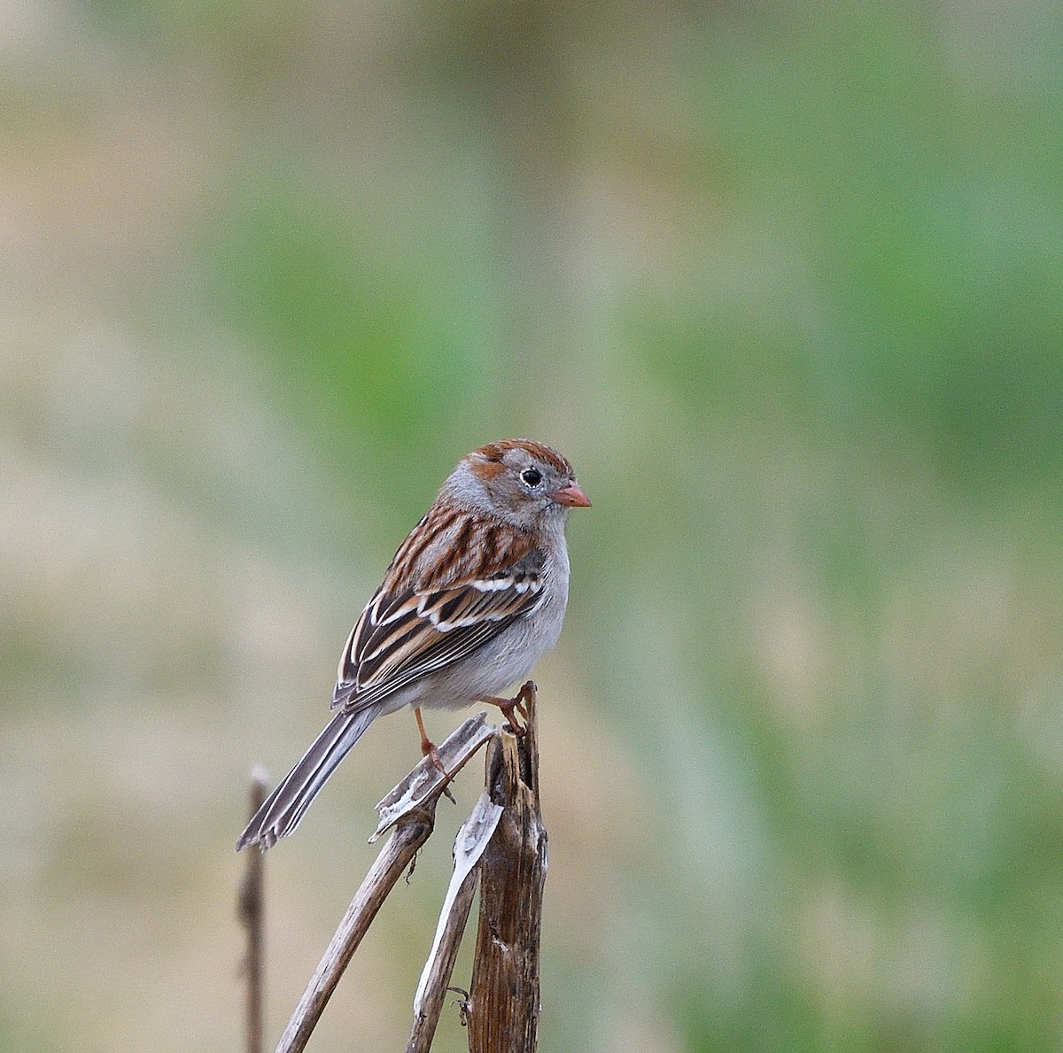 Field Sparrow - Jaime Thomas