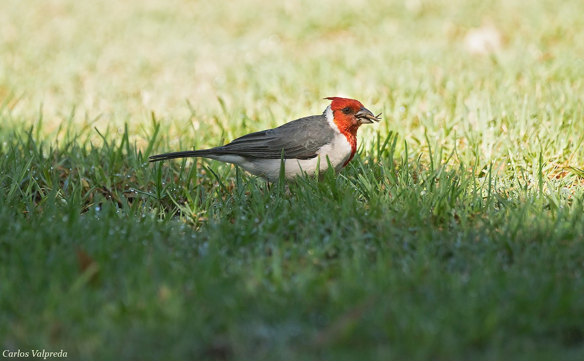 Red-crested Cardinal - ML618323713