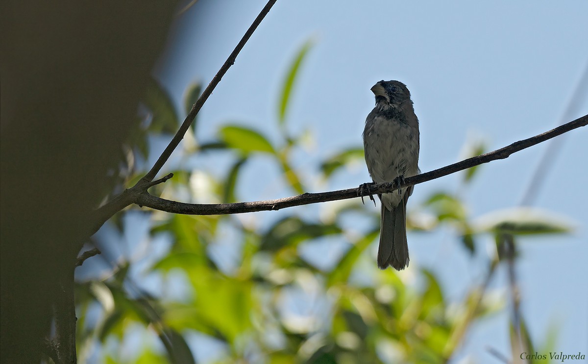 Double-collared Seedeater - ML618323727
