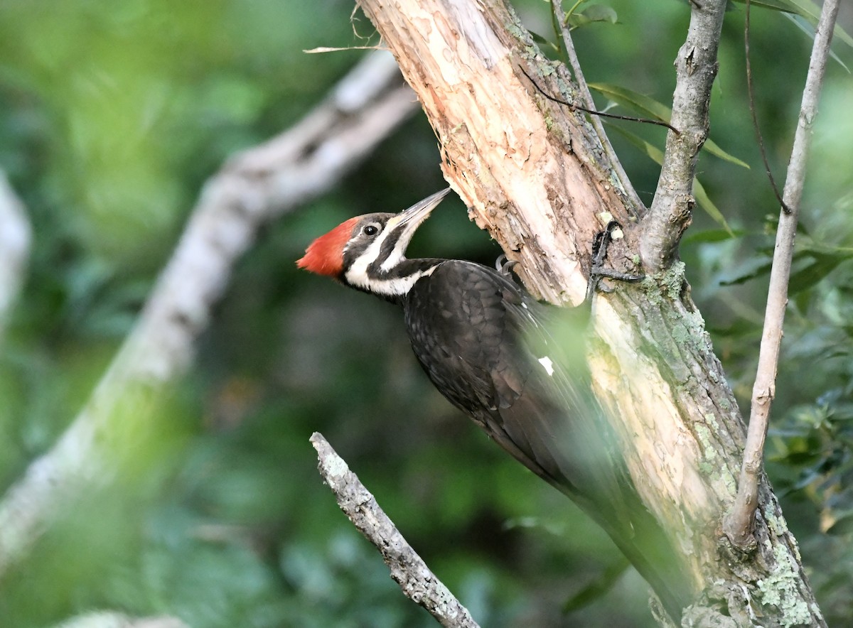 Pileated Woodpecker - ML618323744