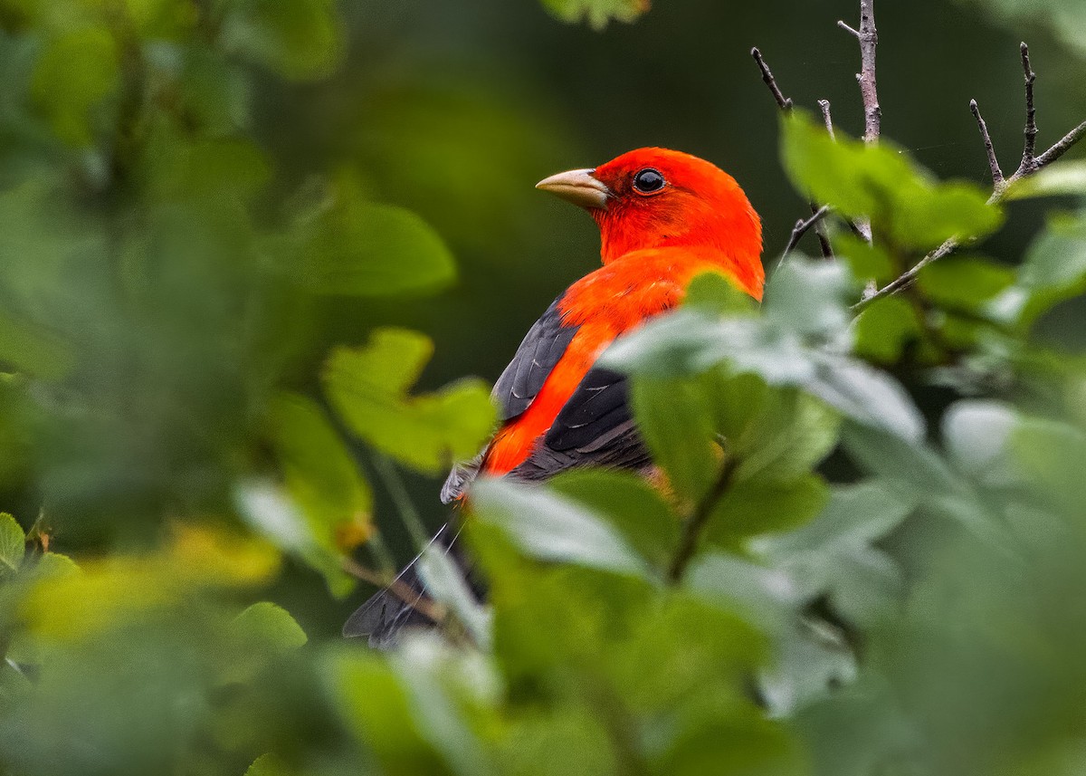 Scarlet Tanager - ML618323788