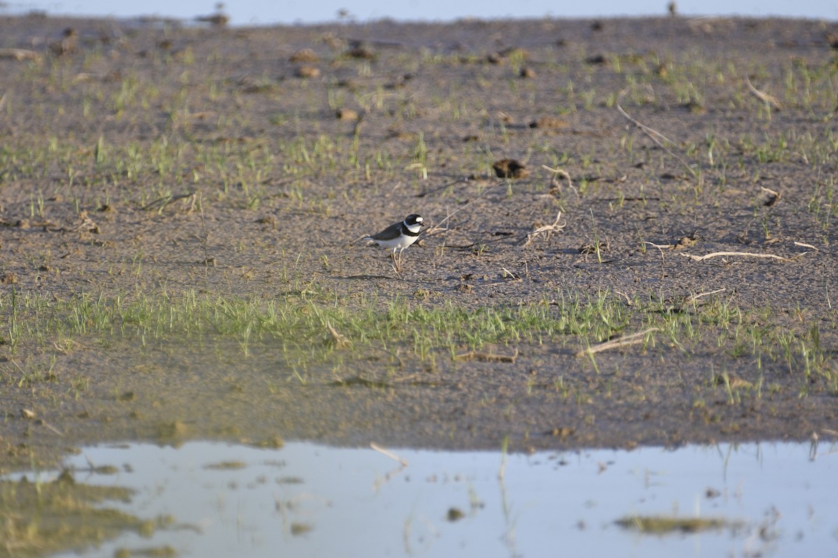 Semipalmated Plover - ML618323801
