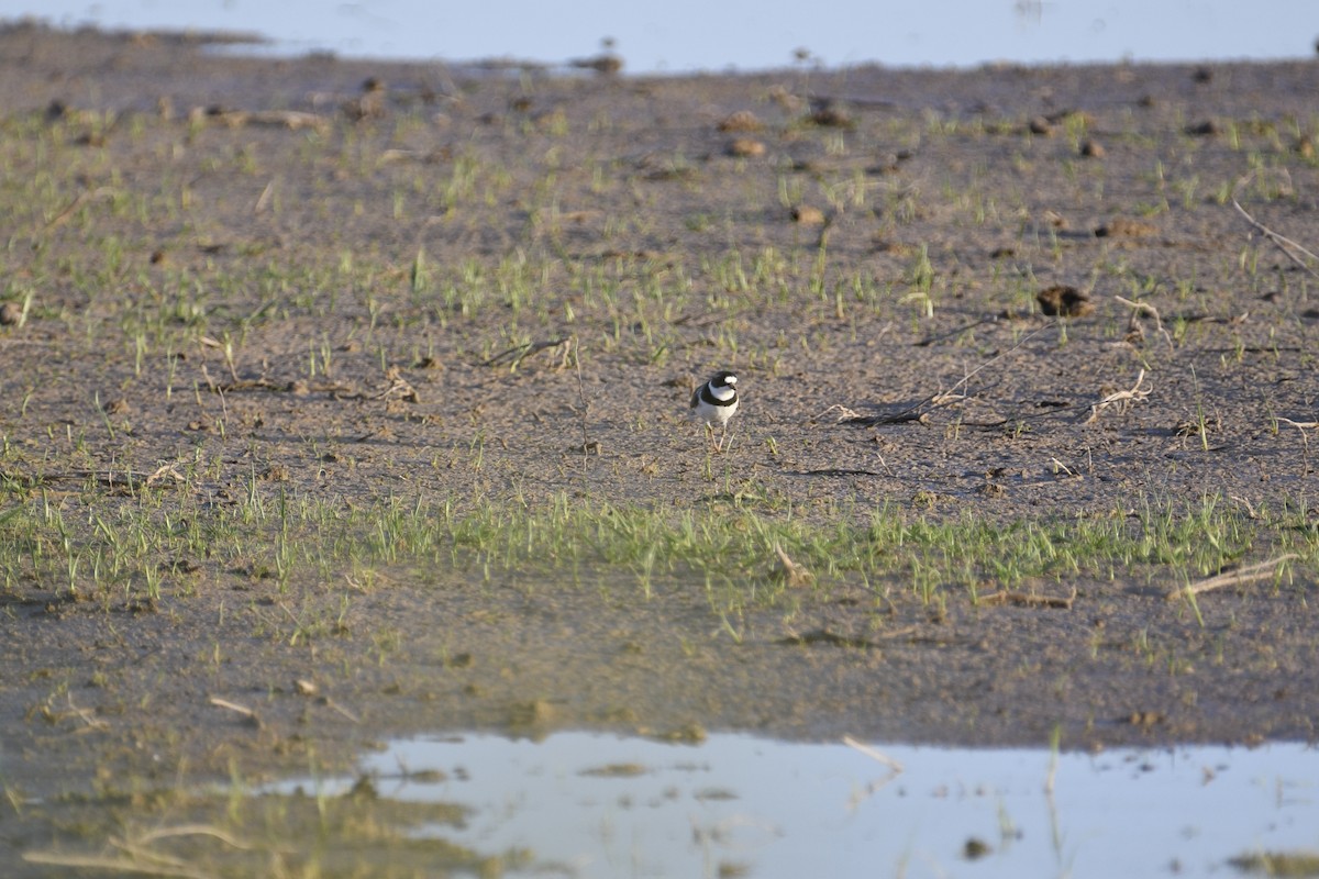 Semipalmated Plover - ML618323802
