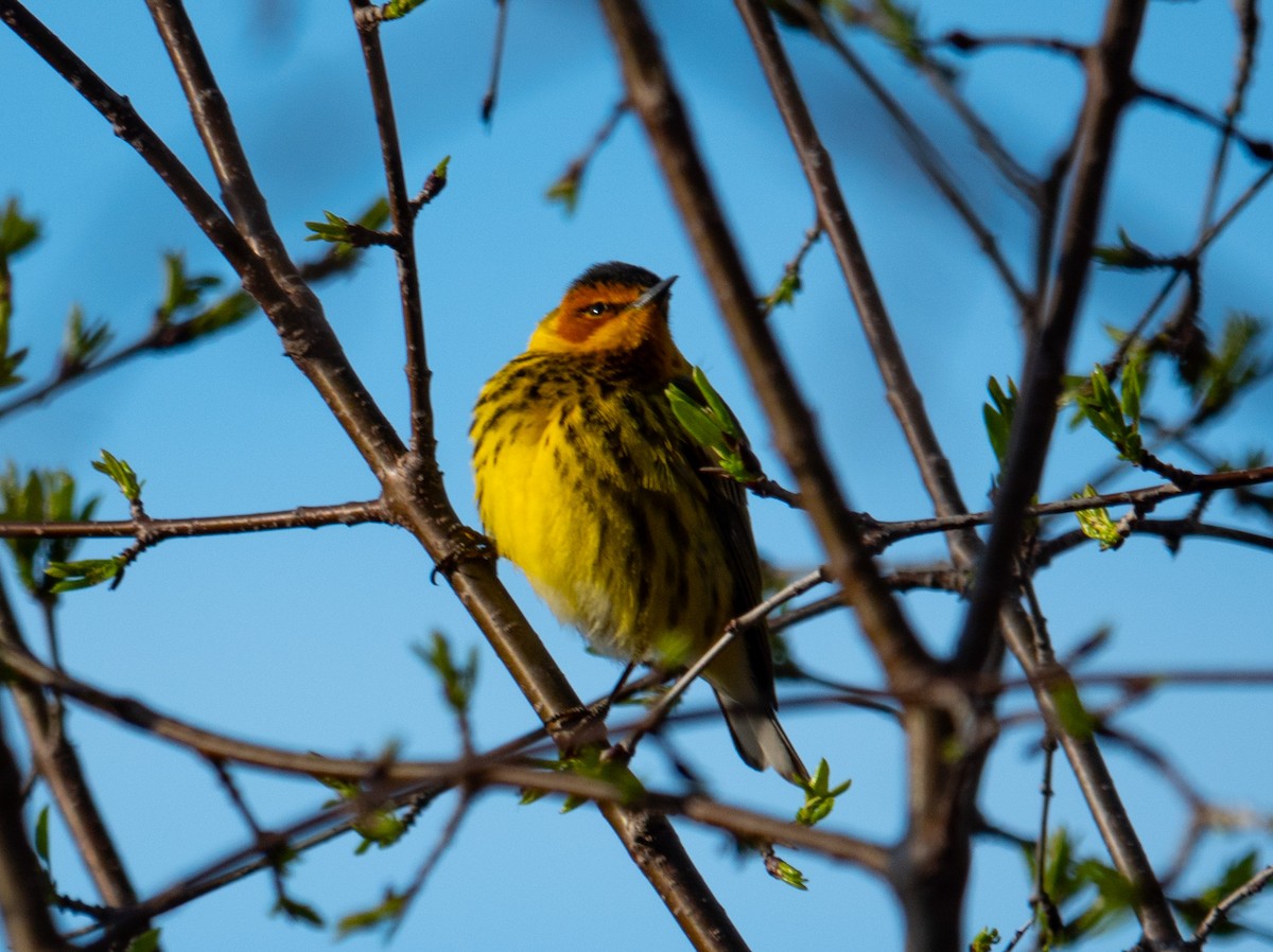 Cape May Warbler - ML618323814