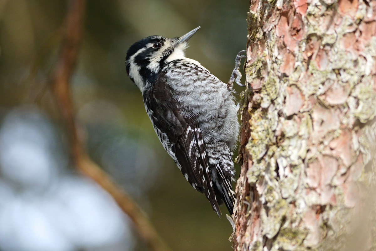 Eurasian Three-toed Woodpecker - ML618323820