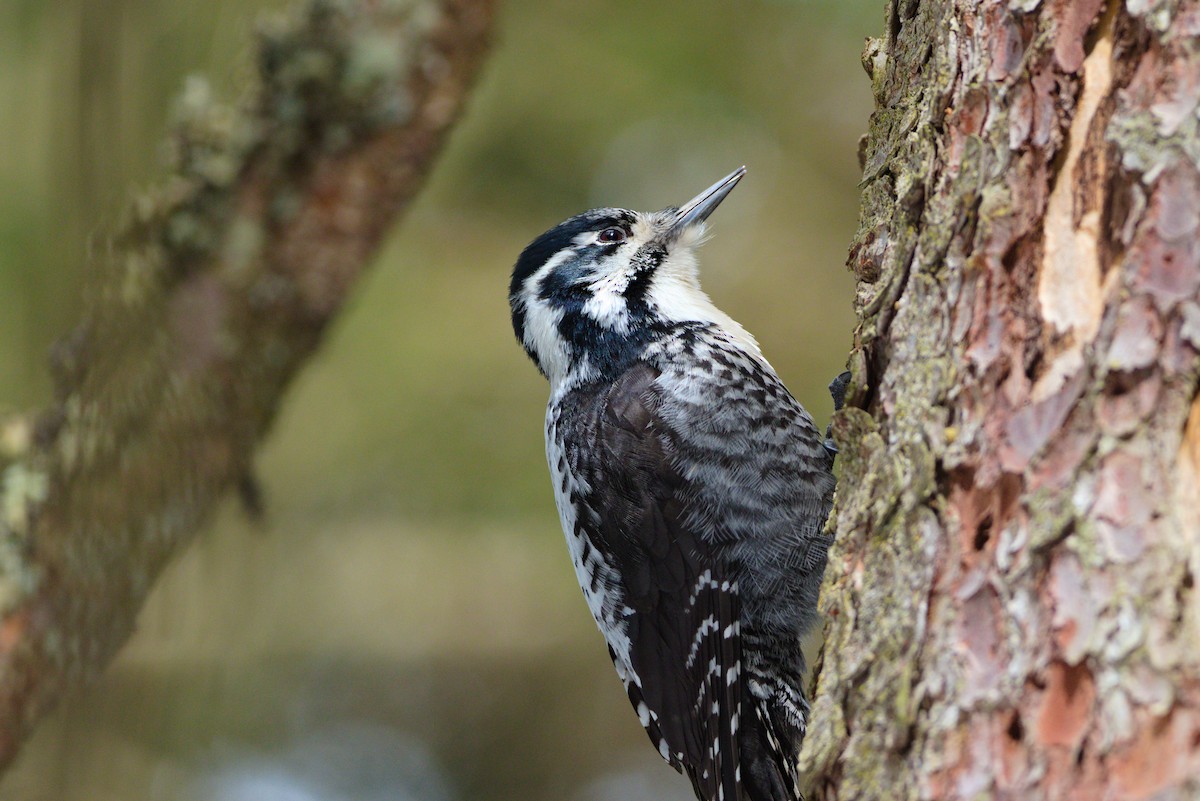 Eurasian Three-toed Woodpecker - ML618323822