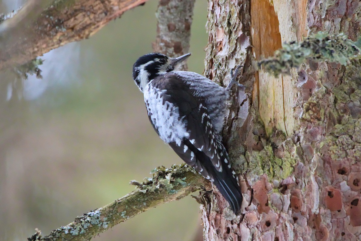 Eurasian Three-toed Woodpecker - ML618323823