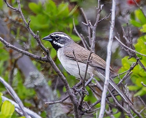 Black-throated Sparrow - ML618323852
