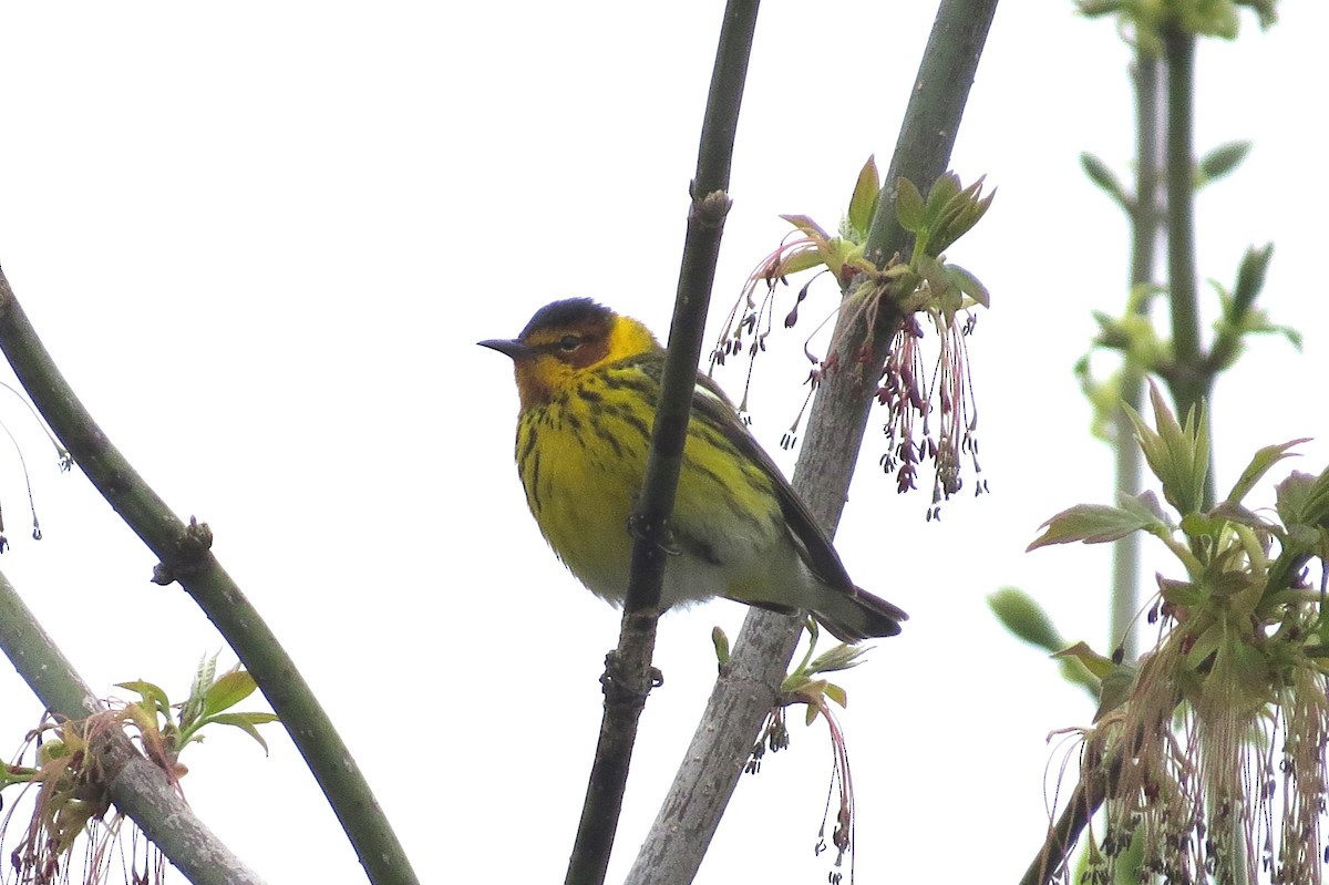Cape May Warbler - ML618323872