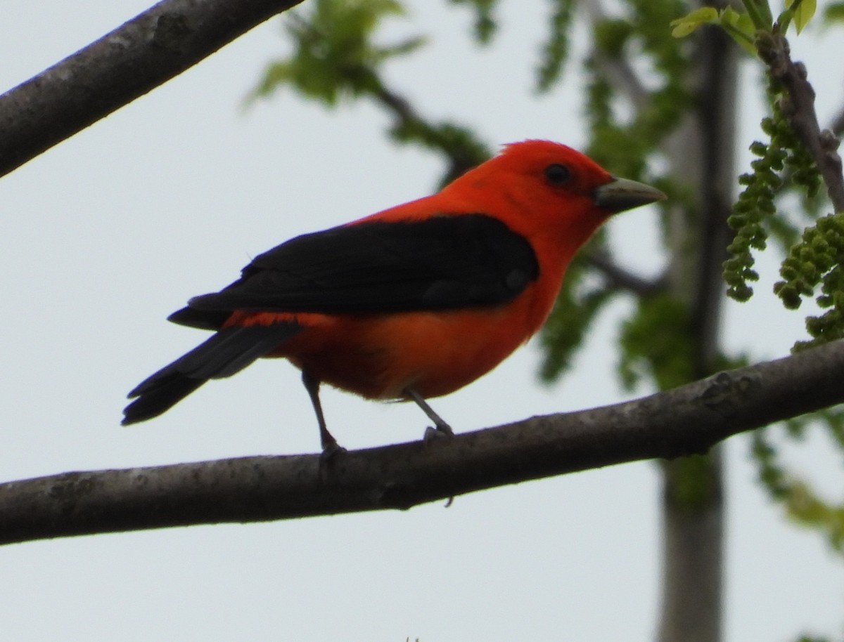 Scarlet Tanager - ML618323897