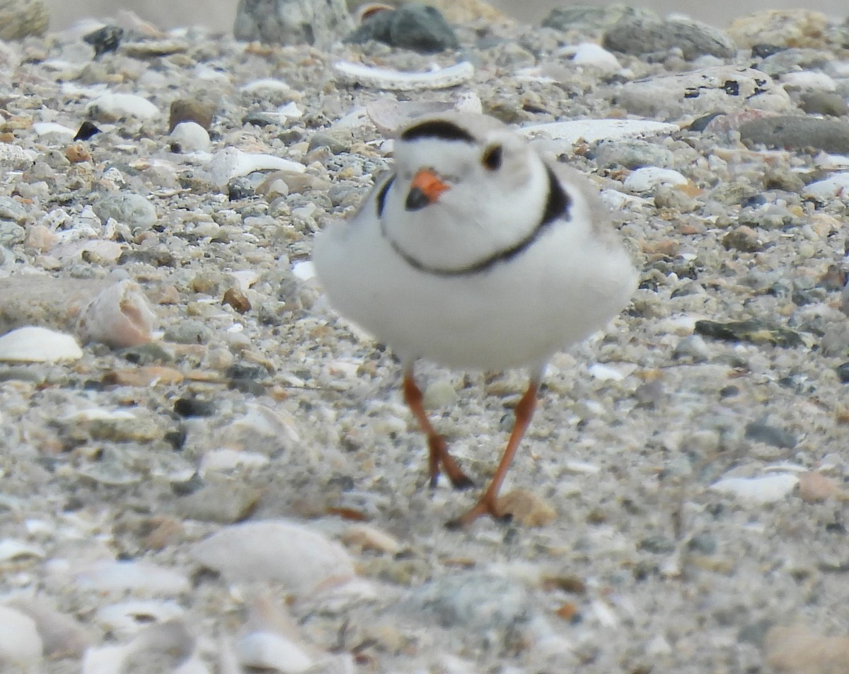 Piping Plover - ML618323922