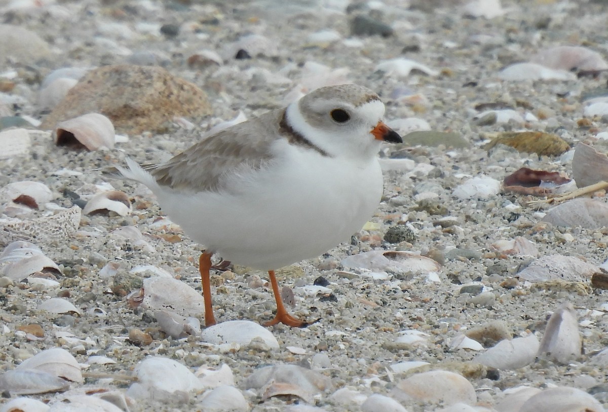 Piping Plover - ML618323927