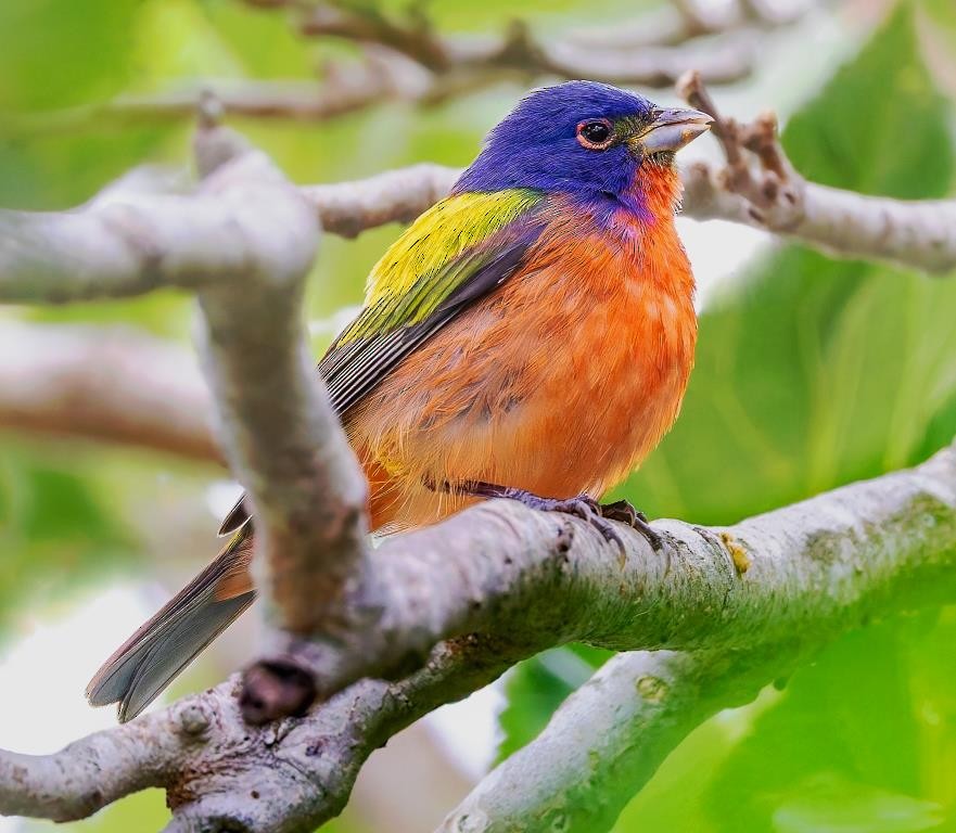 Painted Bunting - ML618323954