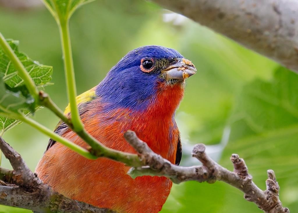 Painted Bunting - ML618323955