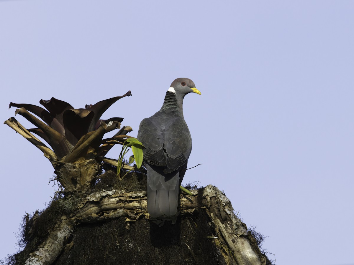 Band-tailed Pigeon - ML618323969