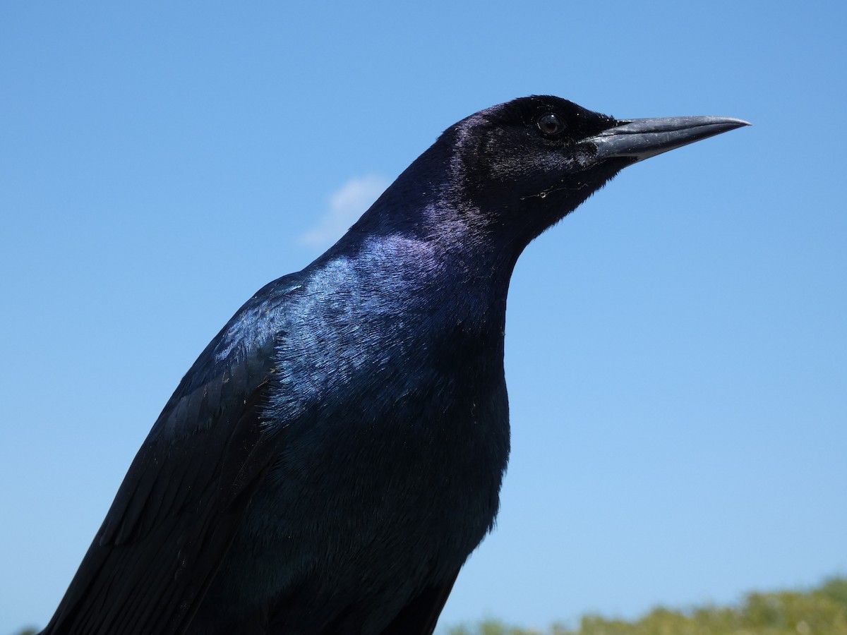 Boat-tailed Grackle - ML618323997